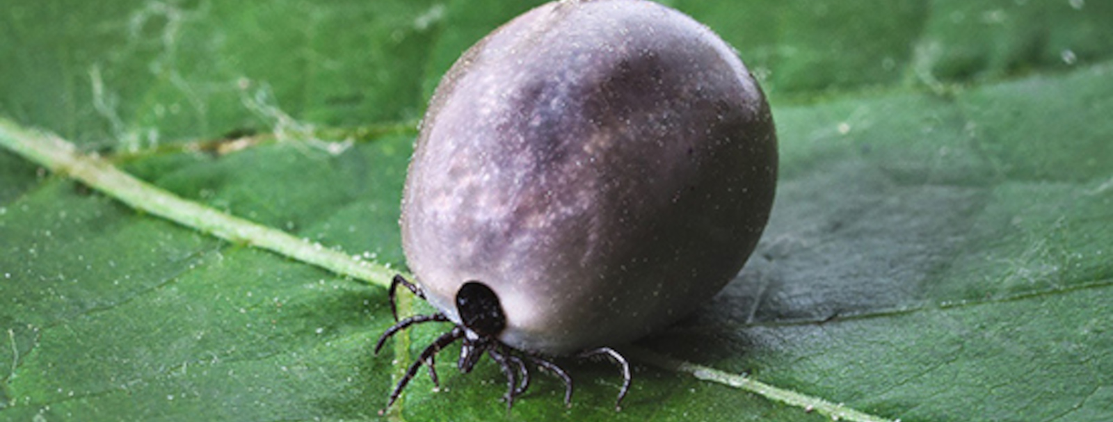 ticks