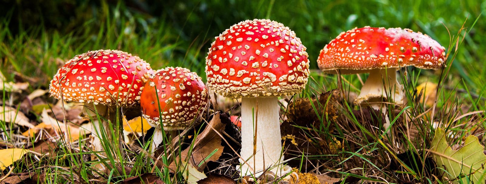 mushrooms