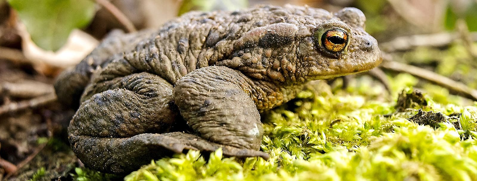 toad
